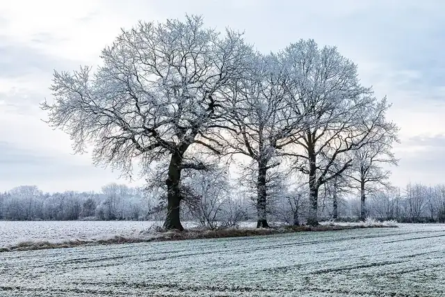 Frost-covered trees in a field in winter