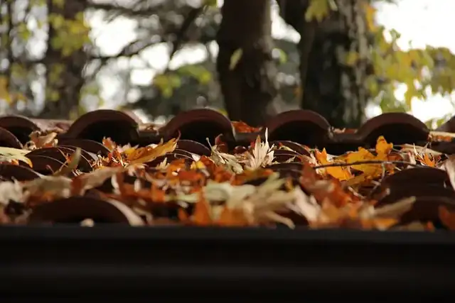 Autumn leaves collected along a roof edge and gutter
