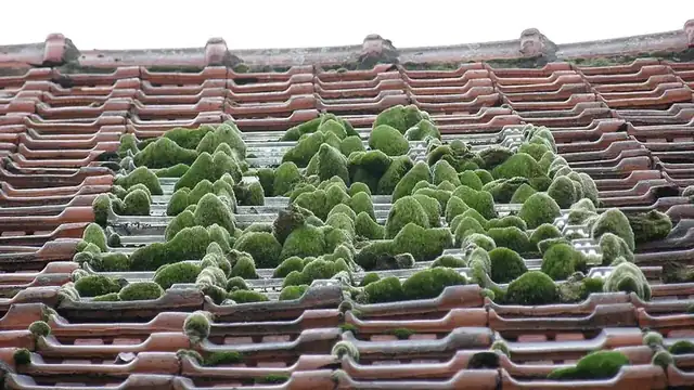 Clumps of moss growing between roof tiles