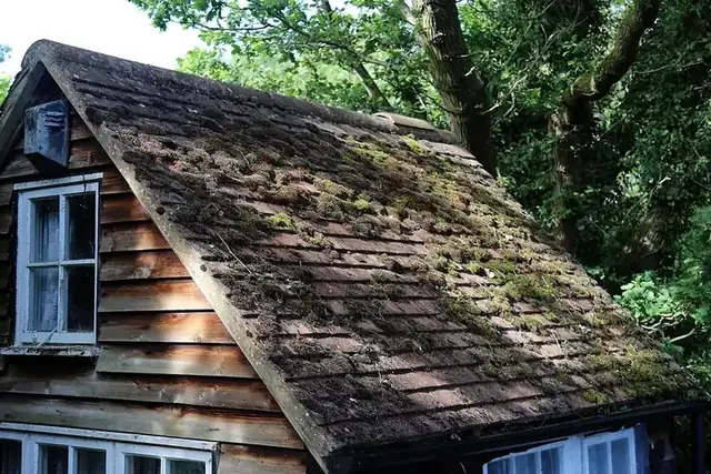 Moss-covered roof tiles on a cottage